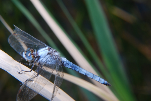 libellula - Orthetrum brunneum (maschio)